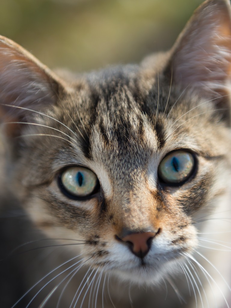Close-up on the face of a young green-eyed tabby

Photo by Bradley White, pexels.com